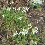 śnieżyczka przebiśnieg