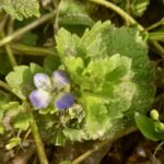 bluszczyk kurdybanek